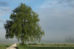 Noch liegt Nebeldunst über dem Wauwiler Moos. (Bild: Irene Wanner, Schötz, 9. Mai 2019)