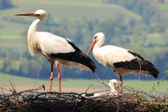 Auch die Storchenfamilie geniesst die warmen Sonnenstrahlen. (Bild: Xaver Husmann, Sempach, 1. Juni 2019)