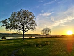 Die Sonne zeigt sich auch noch spätabends von ihrer strahlendsten Seite. (Bild: Urs Gutfleisch, Sempach, 1. Juni 2019)