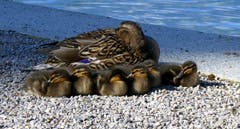 Entenfamilie am Mittagsschlaf. (Bild: Walter Buholzer (Luzern, 30. Mai 2019))