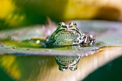 Der Frosch in seinem Herrschaftsbereich, im Seleger Moor in Rifferswil. (Bild: Mirjam Dentler)
