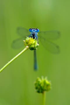 Eine Libelle. (Bild: Marianne Schmid, Wichelsee, 9. Juni 2019)
