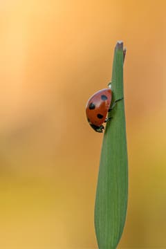 Guten Morgen Marienkäfer! (Bild: Franziska Hörler)