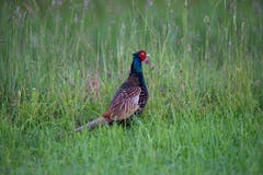 Ein Fasan in der Blumenwiese in Altenrhein. (Bild: Edgar Huber)