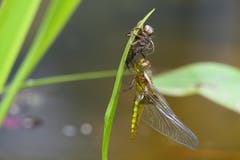Eine Libelle saugt innert mehreren Stunden einen Käfer bis auf die Haut aus. (Bild: Rico Breitenmoser)