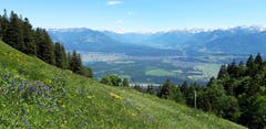 Von der Alpenflora unterhalb des Kamors schweift der Blick zu den Vorarlberger Bergen. (Bild: Klaus Businger)