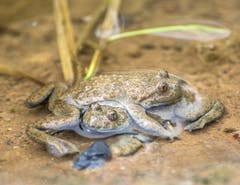 Genügend nass und nicht zu kalt, das rechte Wetter für die Paarungszeit der Gelbbauchunken. Heute fotografiert im Naturschutzgebiet Espel in Gossau. (Bild: Wolfgang Reisser)