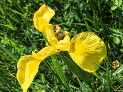 Gelbe Schwertlilie im Rheinholz. (Bild: Toni Sieber)