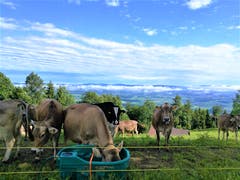 Die Kühe geniessen das wechselhafte Wetter. (Bild: Urs Gutfleisch, Holderchäppeli, 10. Juni 2019)