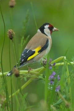 Ein Distelfink in Trogen. (Bild: Hans Aeschlimann)
