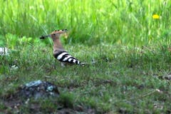 Der Wiedehopf ist oberhalb von Maienfeld auf Futtersuche. (Bild: Fridolin Leuzinger)