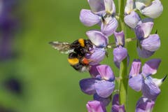 Die Hummel ist die bessere Biene. Sie trägt Pelz und fliegt 18 Stunden am Tag. (Bild: Luciano Pau)