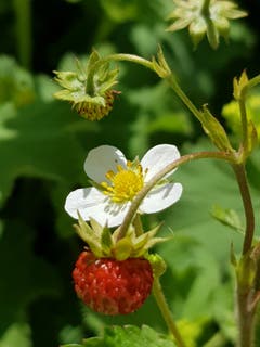Von der Blüte bis zur Frucht. (Bild: Reto Schlegel)