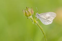 Ein Tintenfleckweissling im Naturschutzgebiet Espel bei Gossau. (Bild: Franziska Hörler)