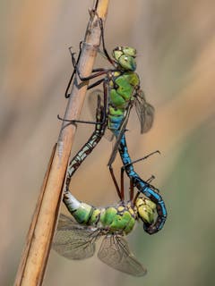 Paarungsrad der Grossen Königslibellen (Anax imperator) (Bild: Gerry Meier)