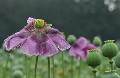 Verblühter Mohn. (Bild: Yvonne Aldrovandi-Schläpfer)