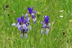 Blaue Iris im Gihrenmoos. (Bild: Wolfgang Ponader)