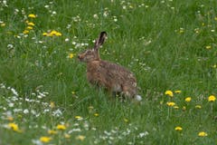 Begegnung mit Hoppelhase unterhalb der Hochalp. (Bild: Luciano Pau)