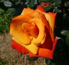 Eine Rose im Südtirol. (Bild: Walter Buholzer, 9. Juni 2019)