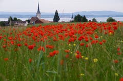 Rot blüht der Mohn über Altnau am Bodensee. (Bild: Katrin Lang)