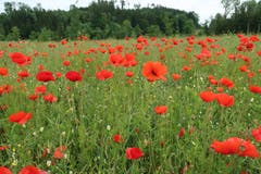 Leuchtend rote Farbtupfer auf der Wiese, die Mohnwiese ist in Münsterlingen fotografiert. (Bild: Andrea Pohle)