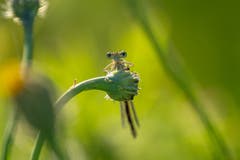Das ausserirdische Gesicht der Libelle. (Bild: Luciano Pau)