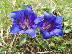 Enziane, gesehen auf einer Wanderung Richtung Meglisalp. (Bild: Rahel Nett)