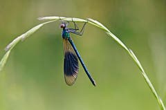 Eine männliche Prachtlibelle. (Bild: Marianne Schmid, Wichelsee, 9. Juni 2019)