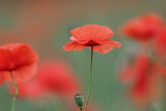 Klatschmohn. (Bild: Marianne Schmid, Schenkon, 10. Juni 2019)