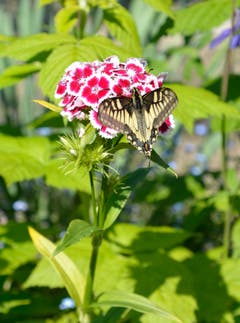 Es brauchte viel Geduld seitens des Fotografen, um den flatterhaften Schwalbenschwanz in Ruhestellung auf der Bartnelke abzulichten. (Bild; Josef Mathis, Hagendorn, 2. Juni 2019)