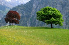 Zwei wunderschöne Bäume im Schächental. (Bild: Sepp Bernasconi, Schächental, 5. Juni 2019)