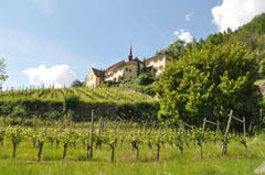 Das knallige Grün der Weinberg Reben, im Hintergrund das schöne Kapuzinerkloster Altdorf. (Bild: Elena Dittli, Altdorf, 2. Juni 2019)
