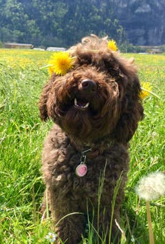 Unsere Goldendoodle-Hündin Emma als lächelndes Blumenmädchen. (Bild: Michaela Marro, Attinghausen, 30. April 2019)