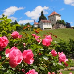 Schloss Heidegg. (Bild: Rita Räber, Gelfingen, 12. Juni 2019)