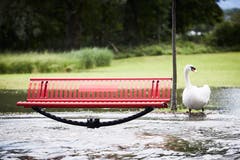 Diesen Schwan scheint das viele Wasser nicht zu stören.