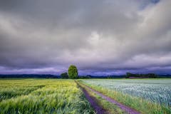 Dem Weizen und dem Roggen tut der Regen gut. (Bild: Vinzenz Blum, Wauwilermoos, 11. Juni 2019)