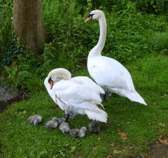Wegen dem starken Regen musste die Schwanenfamilie das Nest verlassen. (Bild: Walter Buholzer, Inseli Luzern, 11. Juni 2019)