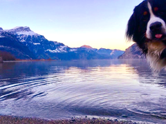 Am Urnersee. (Bild: Sandra Lusser, Seedorf, 9. Juli 2018)