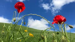 Das schöne Wetter ist im Anzug. (Bild: Peter Bumbacher, Menzingen, 12. Juni 2019)
