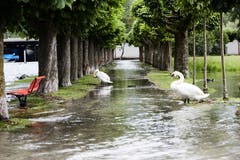 Aufgrund des vielen Regens der letzten Tage und der Schneeschmelze hat es viel Wasser in den Seen. So auch hier beim Alpnachersee, wo eine Allee bei Alpnachstad überschwemmt wurde. (Bilder: Jakob Ineichen, 12. Juni 2019)