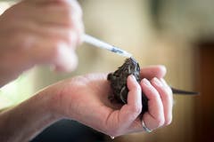 Ein junger Mauersegler wird gefüttert. (Bild: Benjamin Manser - 14. Juli 2015)