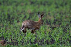 So hoch zwischen Feld und Flur springt der Feldhase nur... Aufgenommen bei Altstätten. (Bild: Edgar Huber)