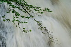 Pflanzen, die am Ufer der Steinach leben, haben es derzeit besonders schwer. (Bild: Franz Häusler)