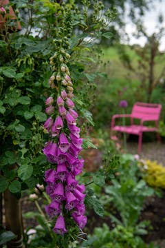 Während einer Regenpause im Garten in Lommis aufgenommen. (Bild: Thomas Segenreich)