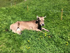 Endlich Sommer auch für diese Kuh. (Bild: Claire Calcagni-Müller, Arnisee, 13. Juni 2019)