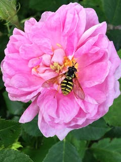 Die Duftrose zieht Insekten magisch an. (Bild: Toni Sieber)