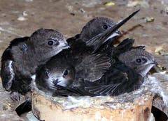 Fast flügge Mauersegler im und um ihr Nest in einem Dachstock. Die Niststandorte der Segler sind geschützt. Wer die Tiere beim Nistgeschäft stört, macht sich strafbar. Bauarbeiten an Häusern müssen daher auf die Brutzeit der Segler abgestimmt werden. (Bild: KEY - 1. Juli 2005)