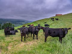 Neugierige Angusrinder auf dem Rechberg bei Herisau! Der Regen macht ihnen nicht viel aus. (Bild: Luciano Pau)