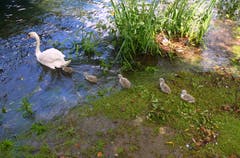 Endlich Badewetter, jetzt soll mir ja keines sagen das Wasser sei zu nass. (Bild: Walter Buholzer, Inseli Luzern, 13. Juni 2019)