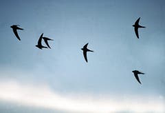 Eine Gruppe von Mauerseglern fliegt in der Abendämmerung. So sind die flinken Flieger derzeit regelmässig über der Stadt St.Gallen zu sehen. Von Schwalben, mit denen sie nicht verwandt sind, können sie aufgrund ihrer sichelförmigen Flügel gut unterschieden werden. (Bild: Schweizer Vogelschutz SVS/KEY - 1. Juli 2005)